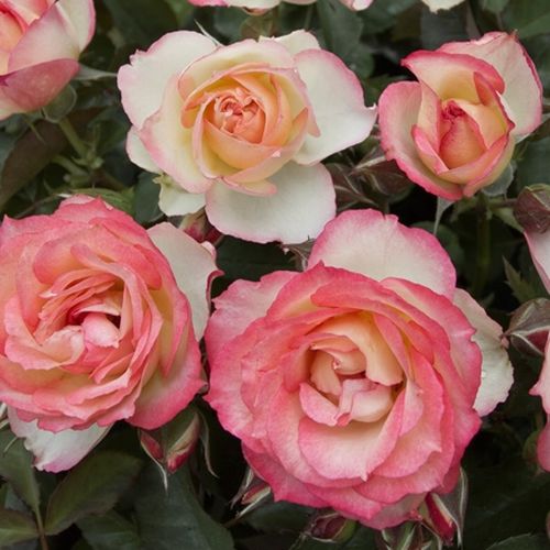 Virágágyi floribunda rózsa - Rózsa - Lake Como® - Online rózsa rendelés
